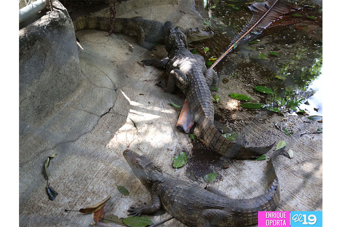 Zoológico Nacional, una herramienta educativa para la niñez