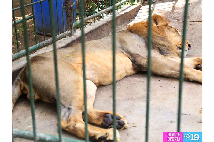 Zoológico Nacional, una herramienta educativa para la niñez