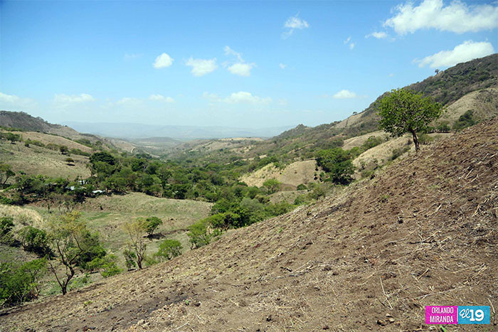Productores de frijoles de Santa Lucía optimistas pese a amenaza de El Niño