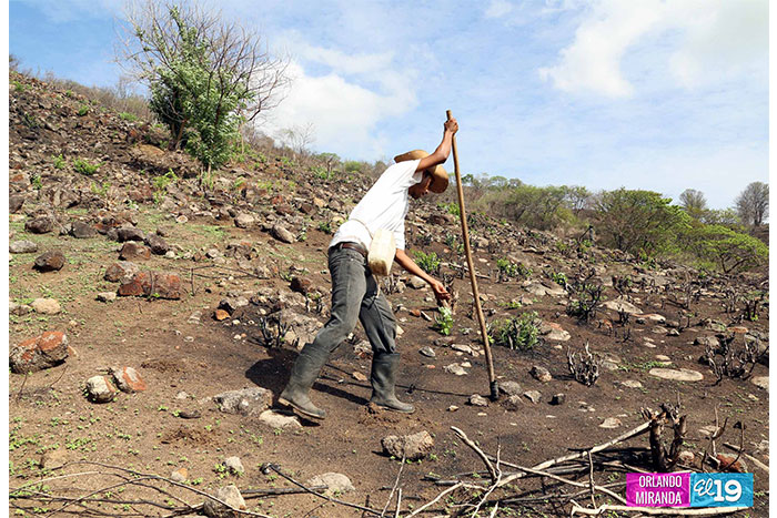 Productores de frijoles de Santa Lucía optimistas pese a amenaza de El Niño