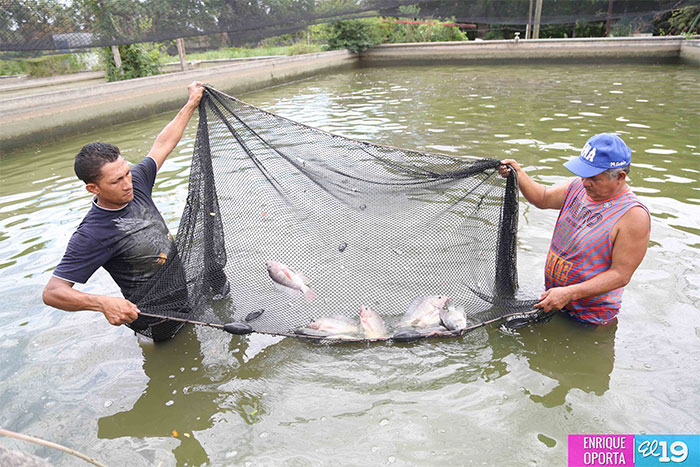 Estratégica alianza entre Gobierno y sector privado impulsa programa de cultivo de tilapia