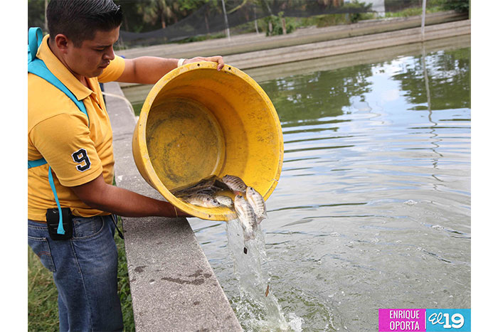 Estratégica alianza entre Gobierno y sector privado impulsa programa de cultivo de tilapia