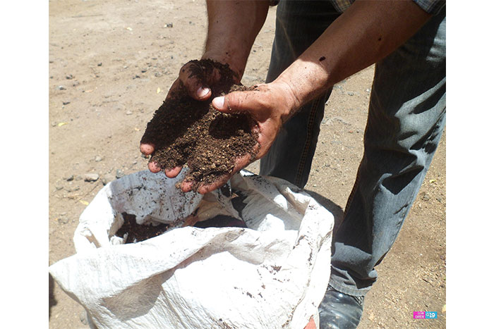 Marango y gallinaza aminoran impacto de sequía en el ganado