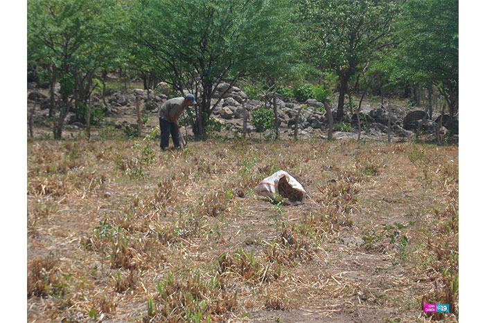 Marango y gallinaza aminoran impacto de sequía en el ganado