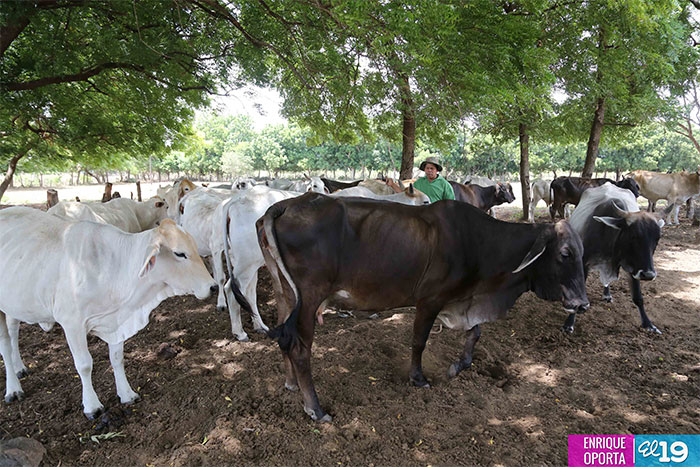 Sequía amenaza pero Gobierno y productores no dan tregua