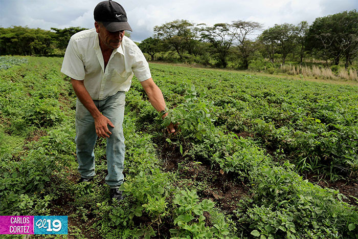 Pequeños productores y ganaderos de Estelí enfrentan sequía desarrollando nuevo modelo de trabajo