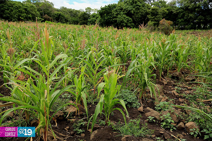 Pequeños productores y ganaderos de Estelí enfrentan sequía desarrollando nuevo modelo de trabajo