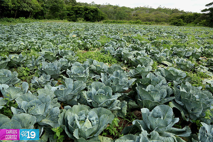Pequeños productores y ganaderos de Estelí enfrentan sequía desarrollando nuevo modelo de trabajo