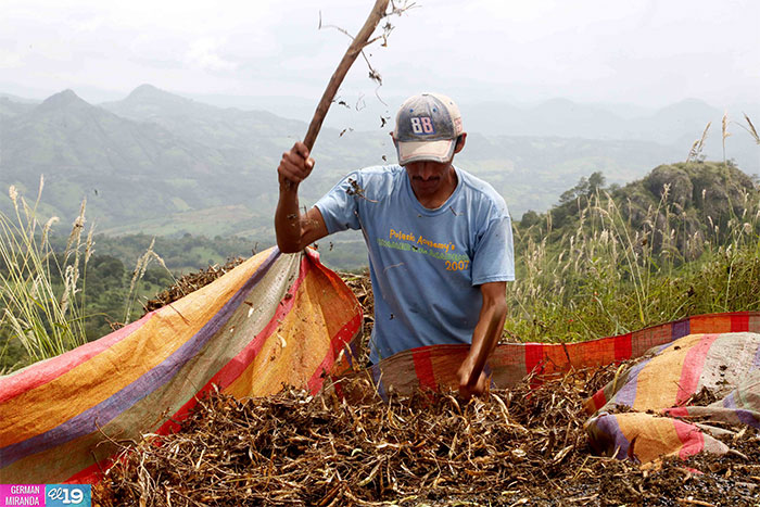 Productores de Matagalpa sacan cosechas pero no bajan guardia ante sequía