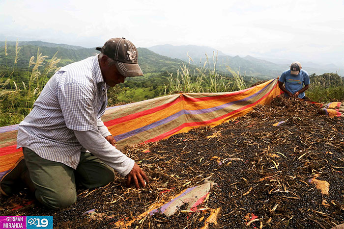 Productores de Matagalpa sacan cosechas pero no bajan guardia ante sequía