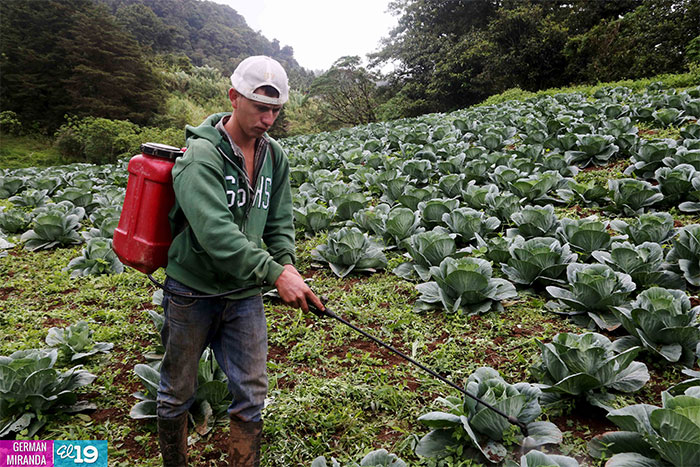 Productores de Matagalpa sacan cosechas pero no bajan guardia ante sequía
