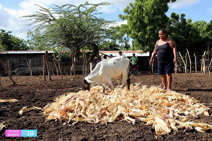 Productores de Tipitapa desarrollan nuevas estrategias frente a la sequía