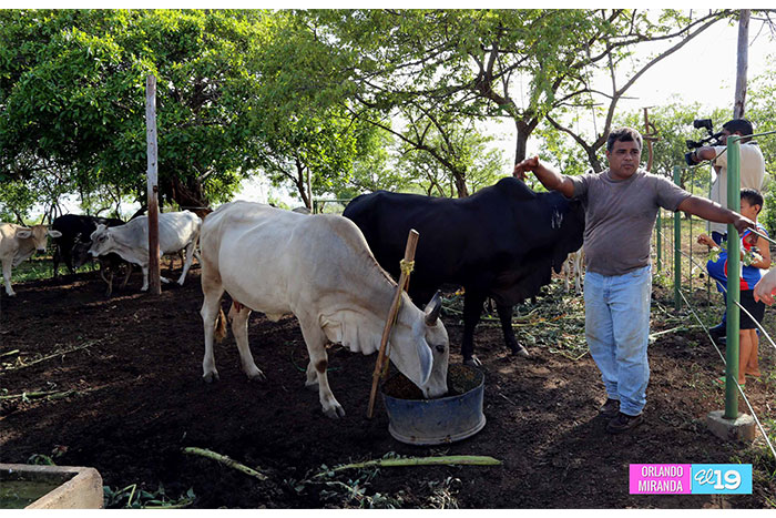 Productores de Tipitapa desarrollan nuevas estrategias frente a la sequía