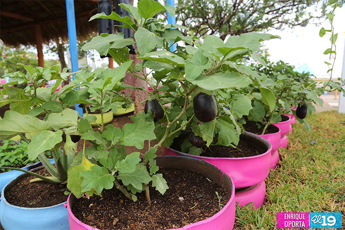 Realizarán feria de alimentos, nutrientes y medicina natural en el parque de ferias de Managua