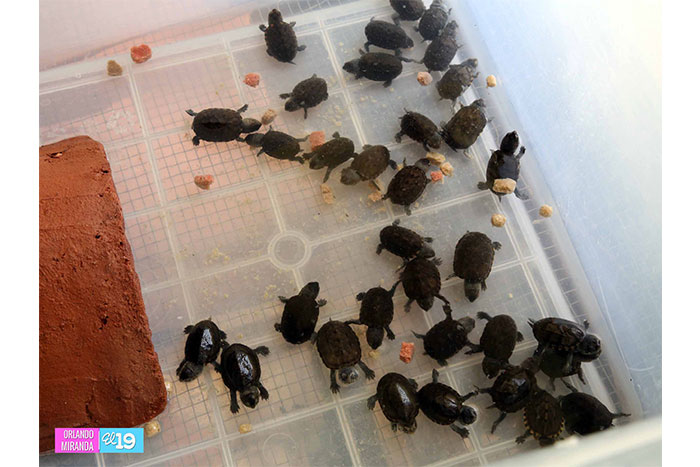 Nicaragua exporta especies exóticas a países de Asia y Europa