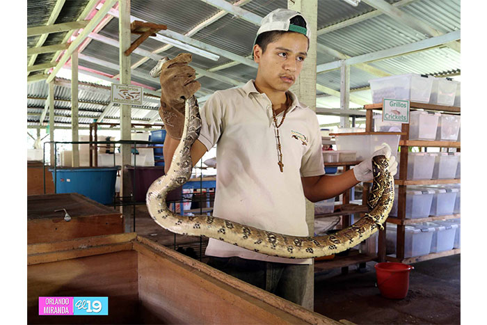 Nicaragua exporta especies exóticas a países de Asia y Europa