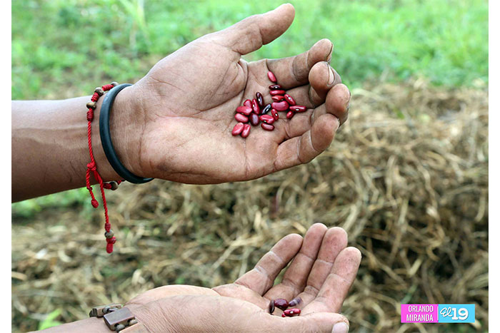 Productores de Nindirí experimentan siembra de Frijoles Solidarios con excelentes resultados