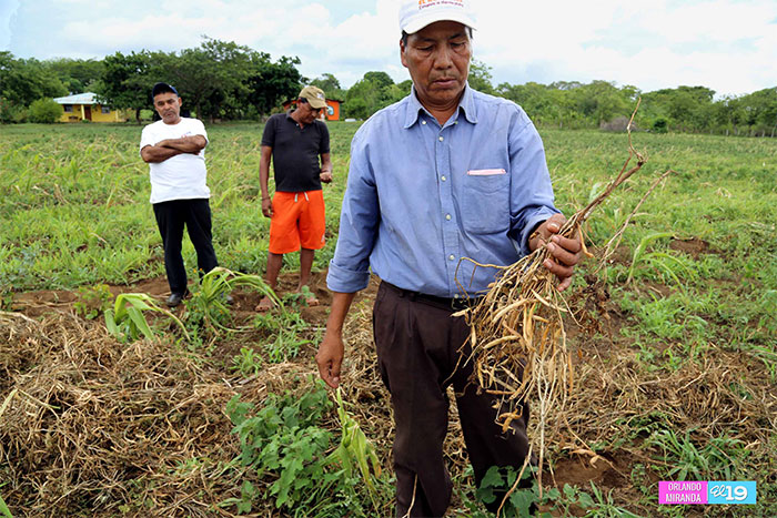Productores de Nindirí experimentan siembra de Frijoles Solidarios con excelentes resultados