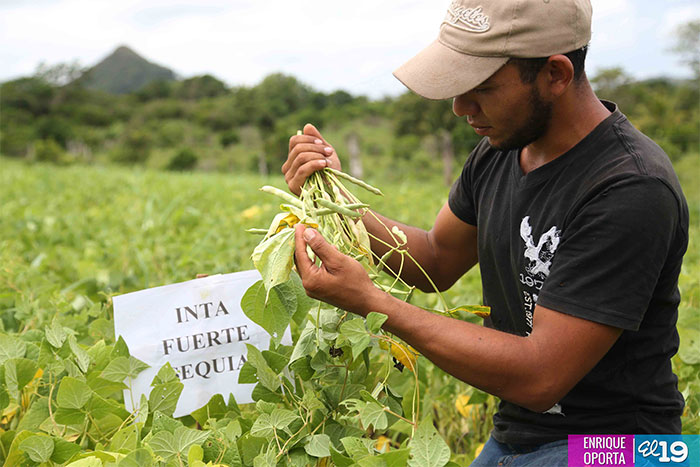Productores de Juigalpa enfrentan sequía con nueva variedad de frijol