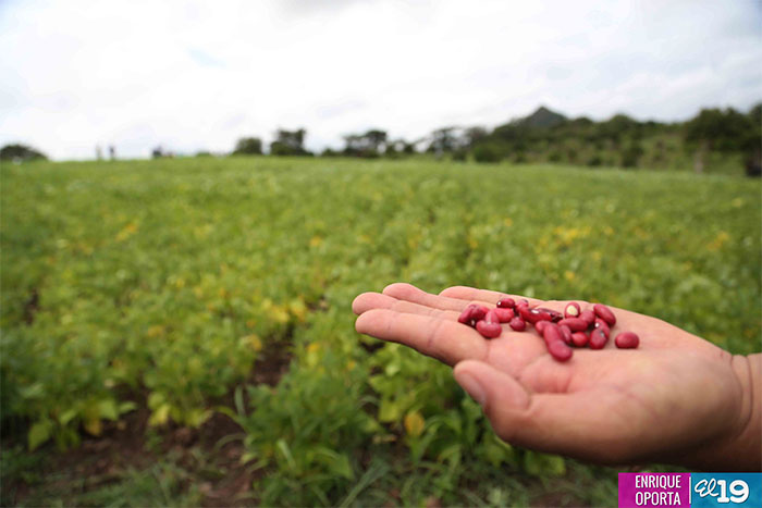 Productores de Juigalpa enfrentan sequía con nueva variedad de frijol