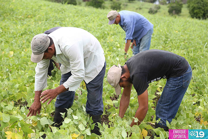 Productores de Juigalpa enfrentan sequía con nueva variedad de frijol
