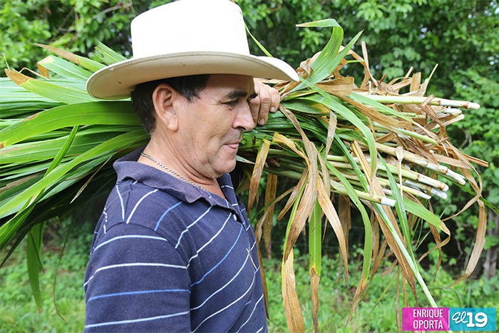 Estudiantes de agronomía y agricultura acompañan a familias productoras de Chontales