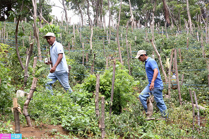 Productores apuestan por la agricultura sostenible para enfrentar déficit de lluvias
