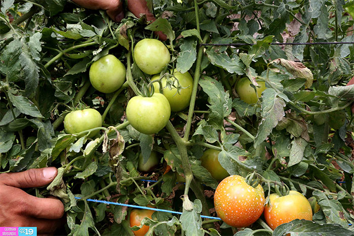 Productores apuestan por la agricultura sostenible para enfrentar déficit de lluvias
