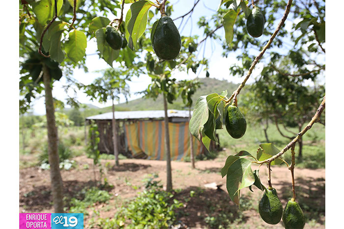 Productores compartirán conocimientos y experiencias para mejorar nutrición del ganado en León