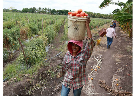 Gobierno Sandinista impulsa buenas prácticas agrícolas