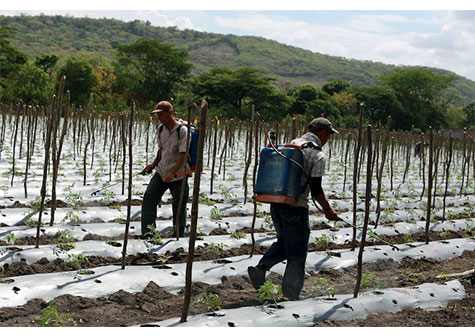 Gobierno Sandinista impulsa buenas prácticas agrícolas