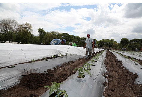 Gobierno Sandinista impulsa buenas prácticas agrícolas