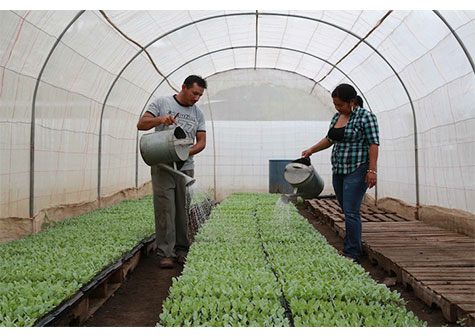 Gobierno Sandinista impulsa buenas prácticas agrícolas