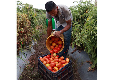 Gobierno Sandinista impulsa buenas prácticas agrícolas