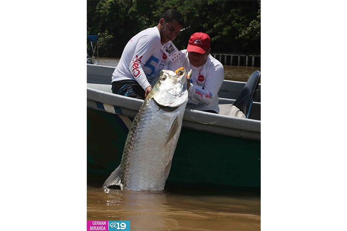 A la pesca del gran sábalo real