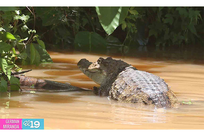 A la pesca del gran sábalo real