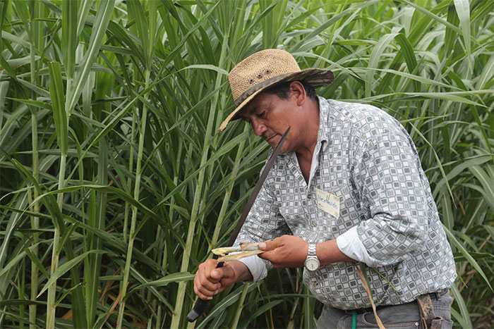 Inta efectúa liberación de nuevo pasto para mejorar alimentación animal