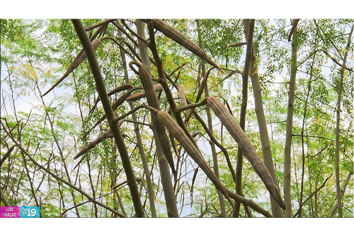 Marango: El Árbol Milagroso