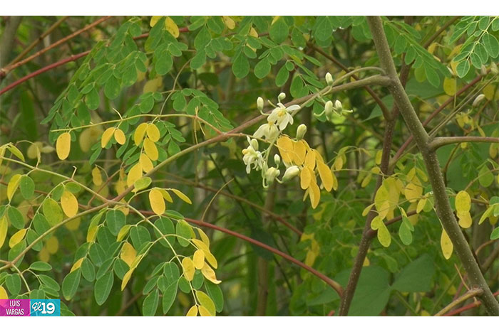 Marango: El Árbol Milagroso