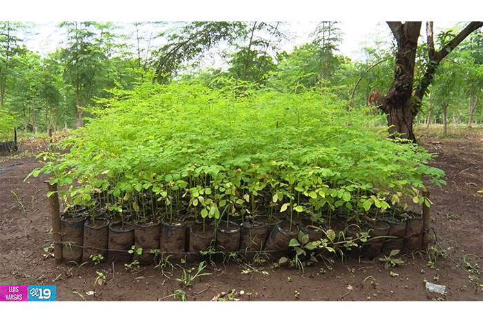 Marango: El Árbol Milagroso