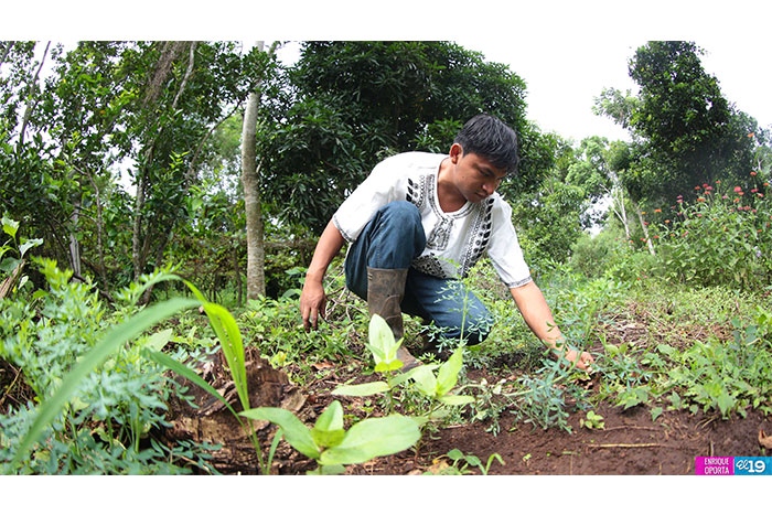 Al rescate de la Medicina Natural en Nicaragua