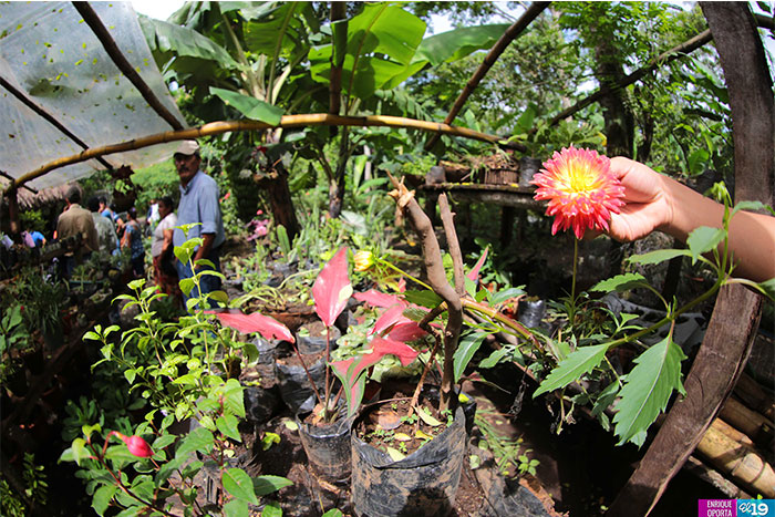 Al rescate de la Medicina Natural en Nicaragua