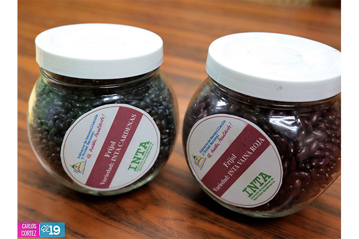 Agricultores deben aprovechar ventajas del frijol negro