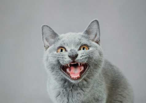 6 enfermedades que los animales nos contagian