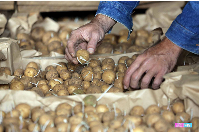 INTA pone a prueba innovadora semilla de papa en parcelas productivas de Estelí