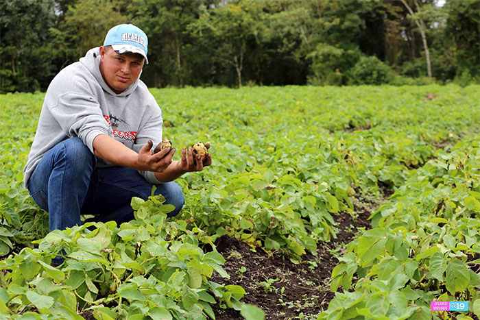 INTA pone a prueba innovadora semilla de papa en parcelas productivas de Estelí
