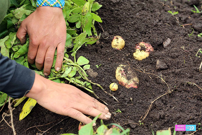 INTA pone a prueba innovadora semilla de papa en parcelas productivas de Estelí