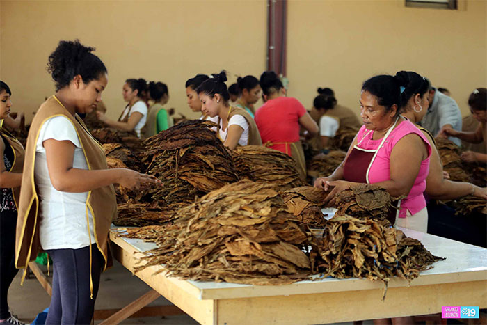 Nicaragua impresiona por su producción y calidad de tabaco