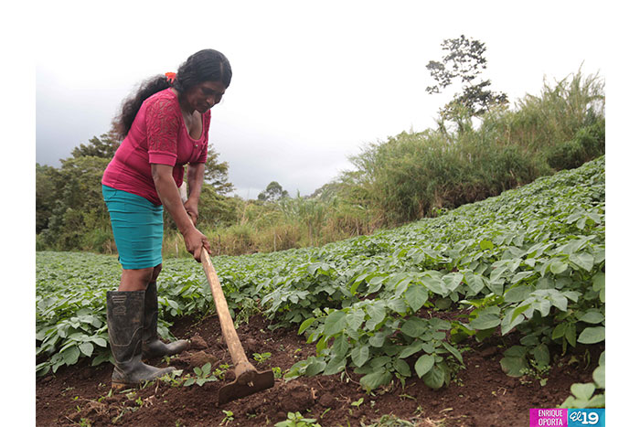 Productores de Matagalpa destacan resultados en implementación de prácticas agroecológicas