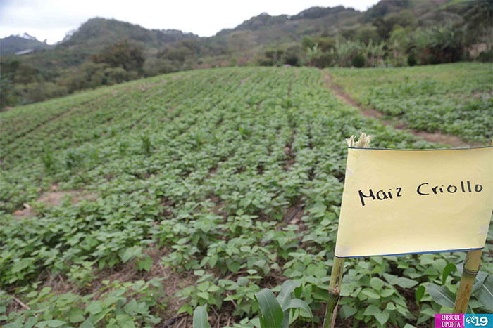 Productores de Matagalpa destacan resultados en implementación de prácticas agroecológicas
